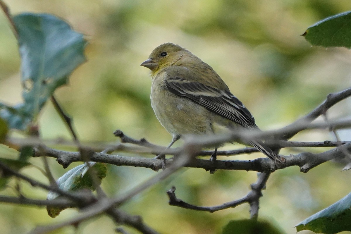 Lesser Goldfinch - ML646333896