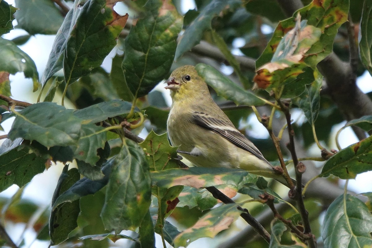 Lesser Goldfinch - ML646333897
