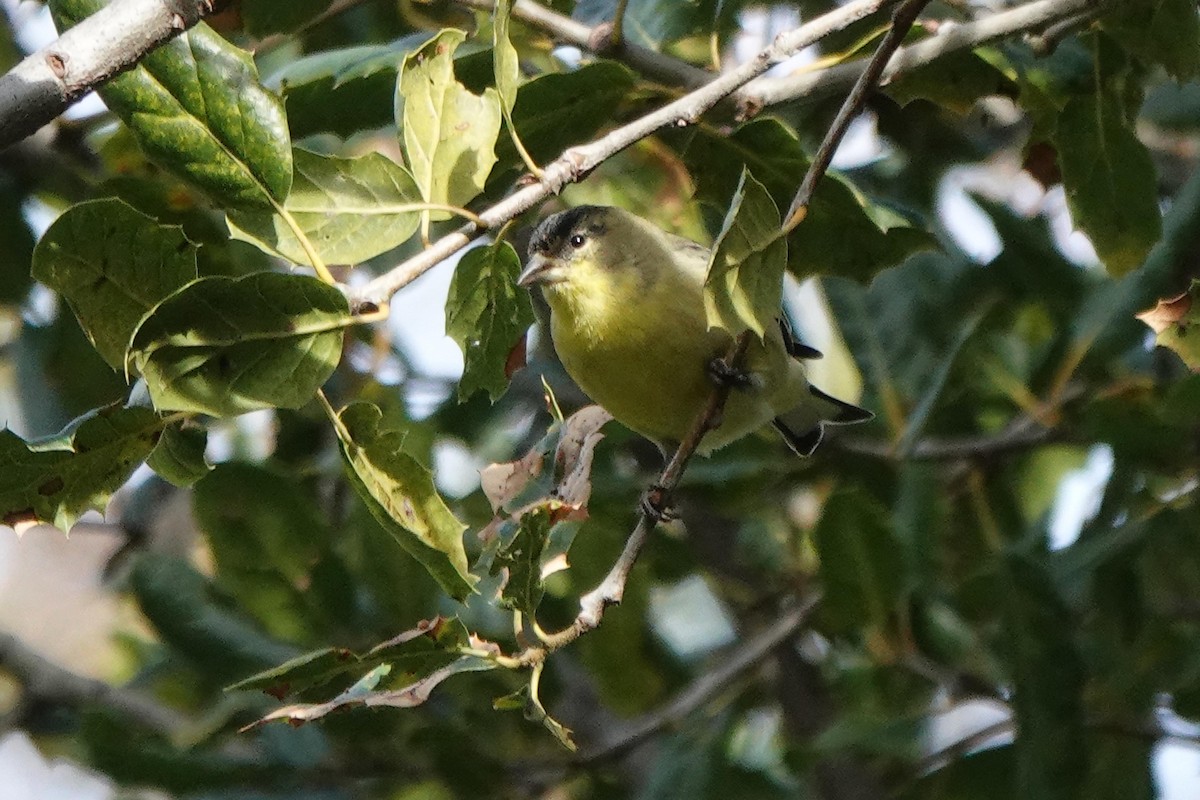 Lesser Goldfinch - ML646333898