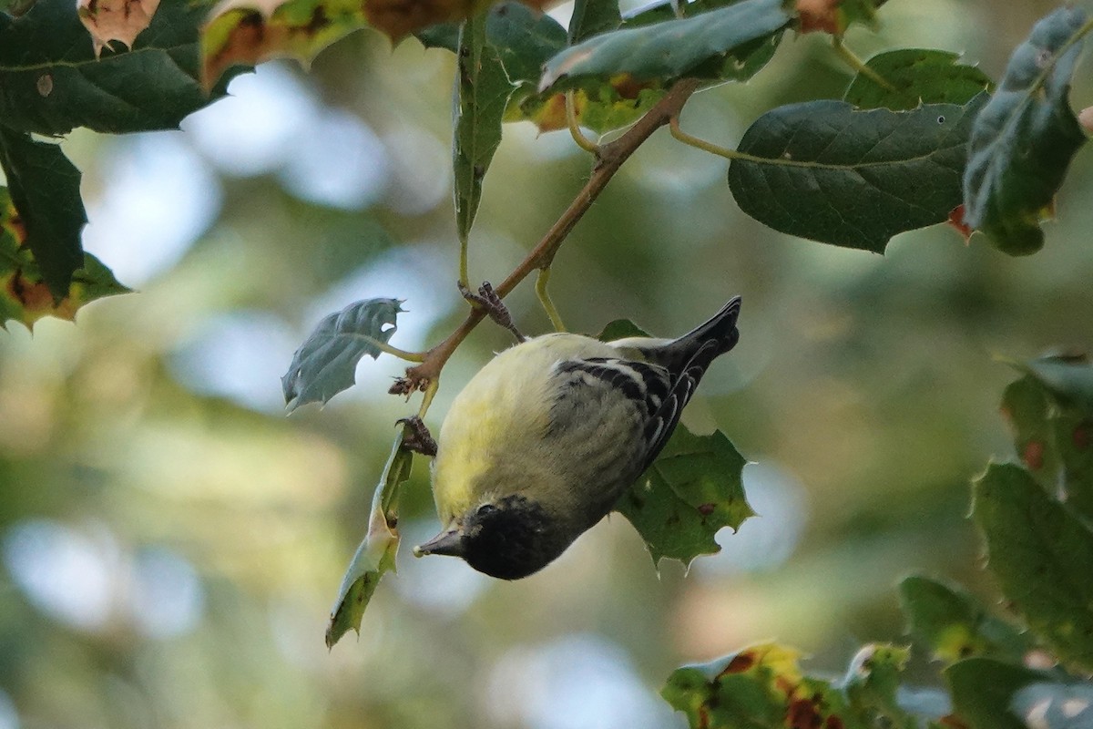 Lesser Goldfinch - ML646333899