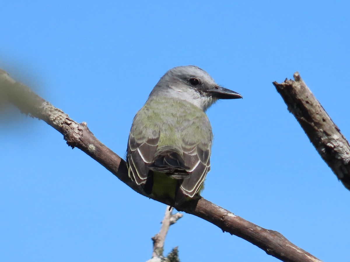 Tropical Kingbird - ML646333900