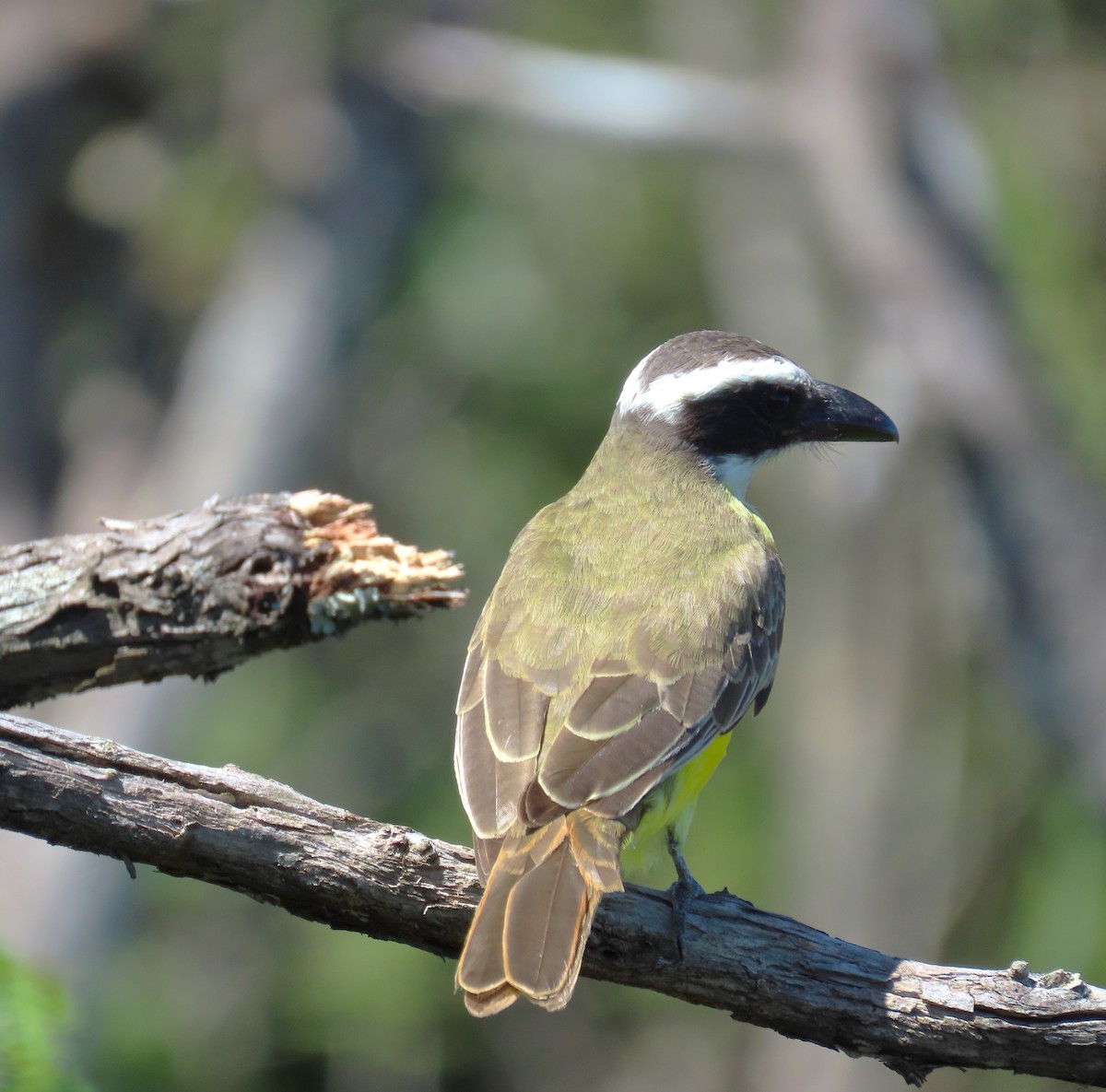 Пітанга-великодзьоб - ML646333902