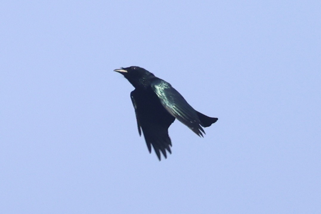 Short-tailed Drongo - ML646333903