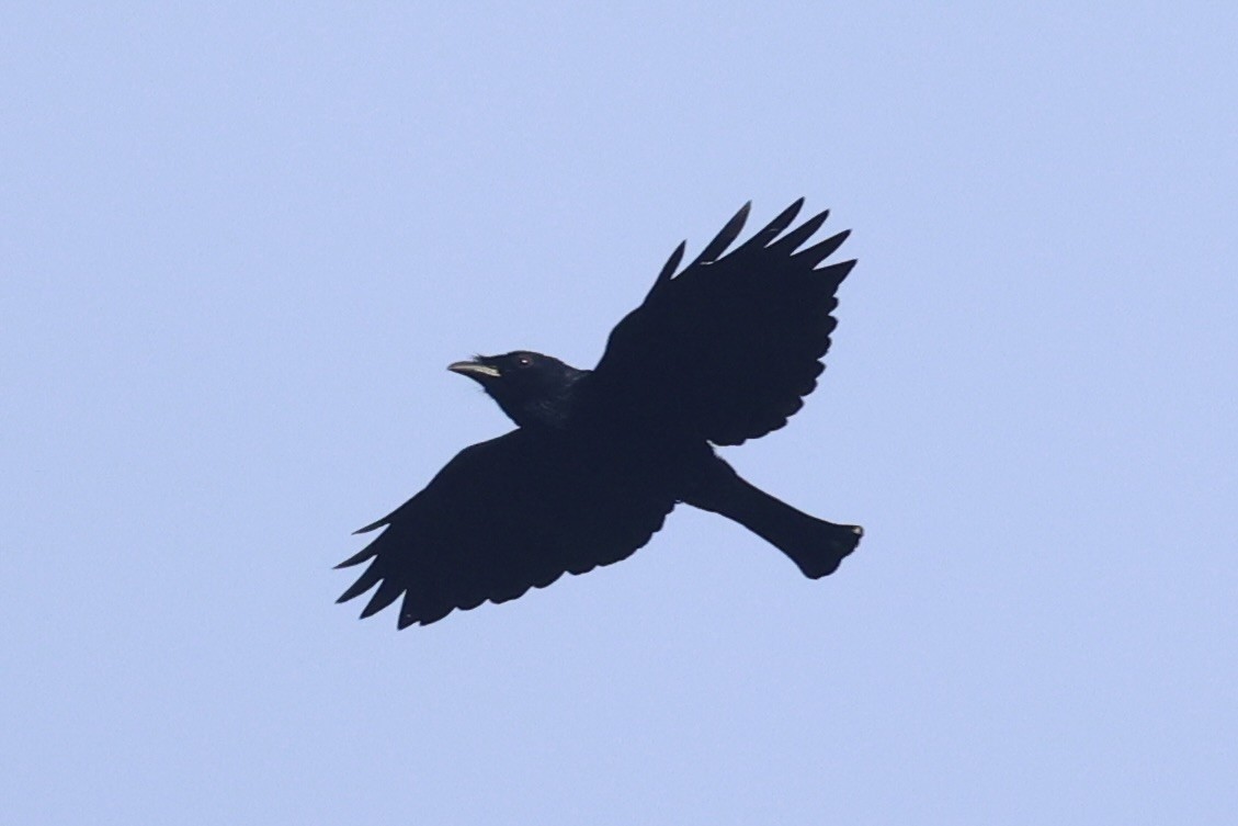 Short-tailed Drongo - ML646333904