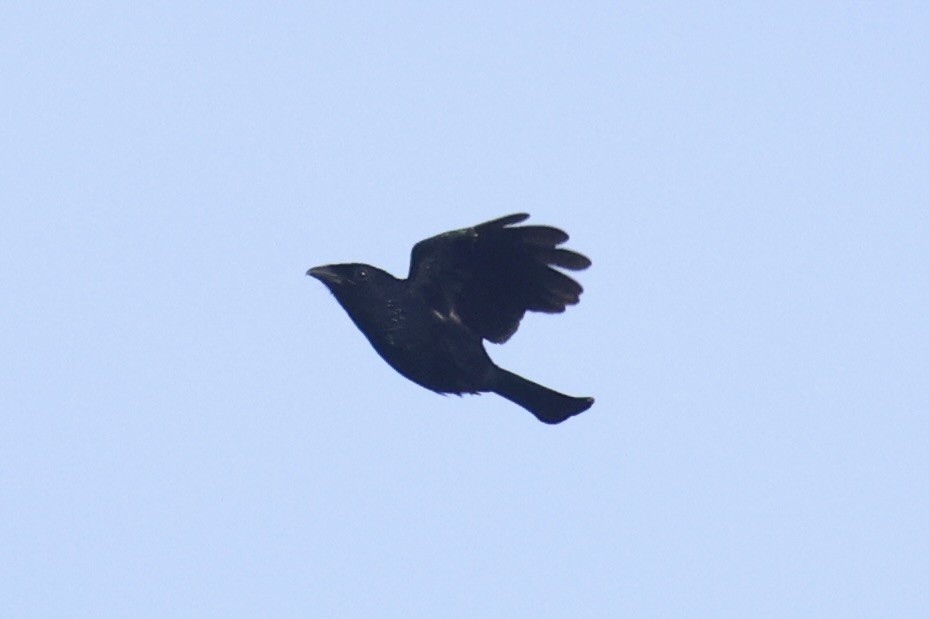 Short-tailed Drongo - ML646333905