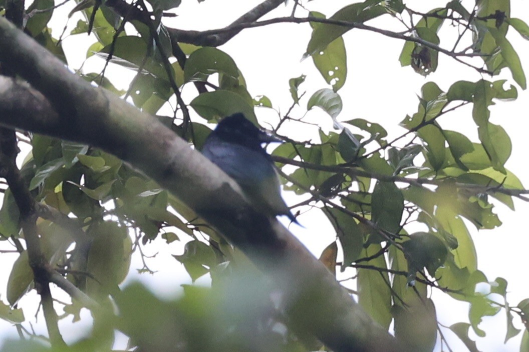 Short-tailed Drongo - ML646333907