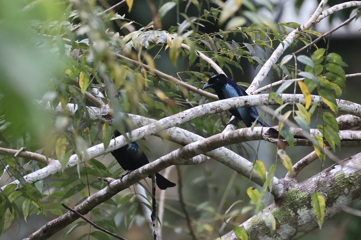 Short-tailed Drongo - ML646333908