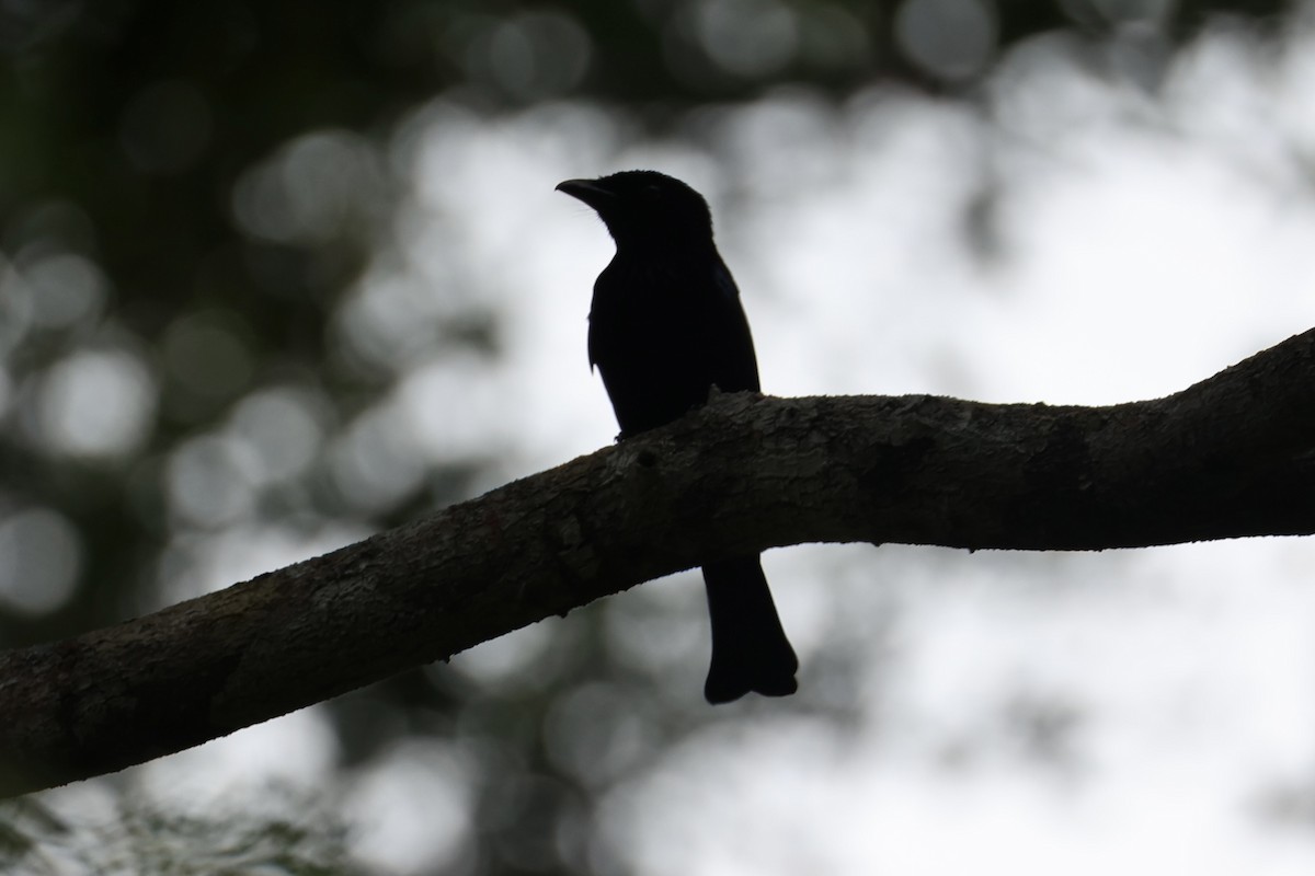 Short-tailed Drongo - ML646333909