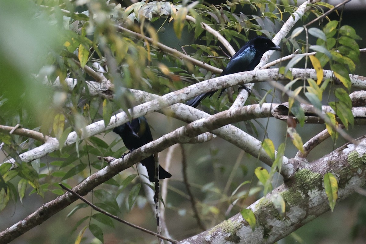 Short-tailed Drongo - ML646333910