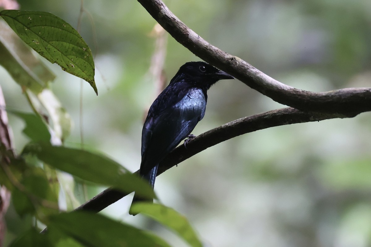 Short-tailed Drongo - ML646333911