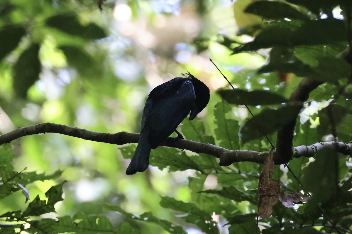 Short-tailed Drongo - ML646333912