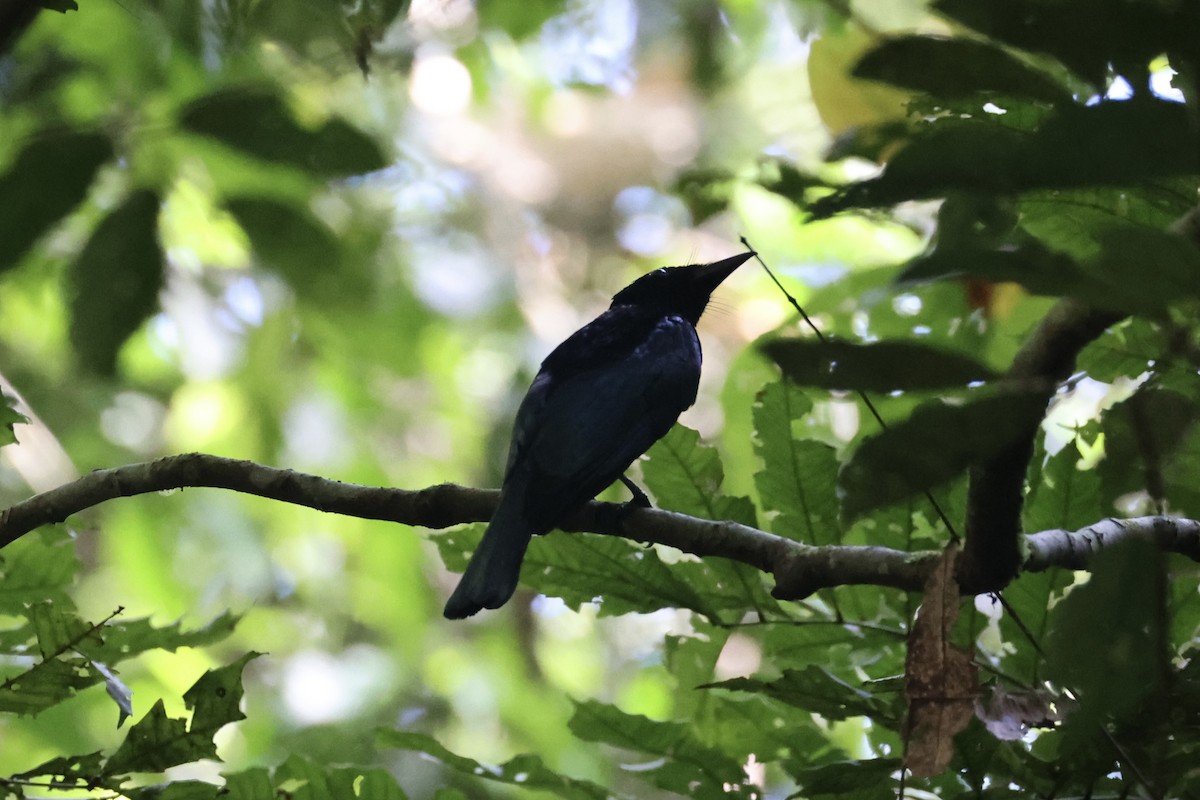 Short-tailed Drongo - ML646333913