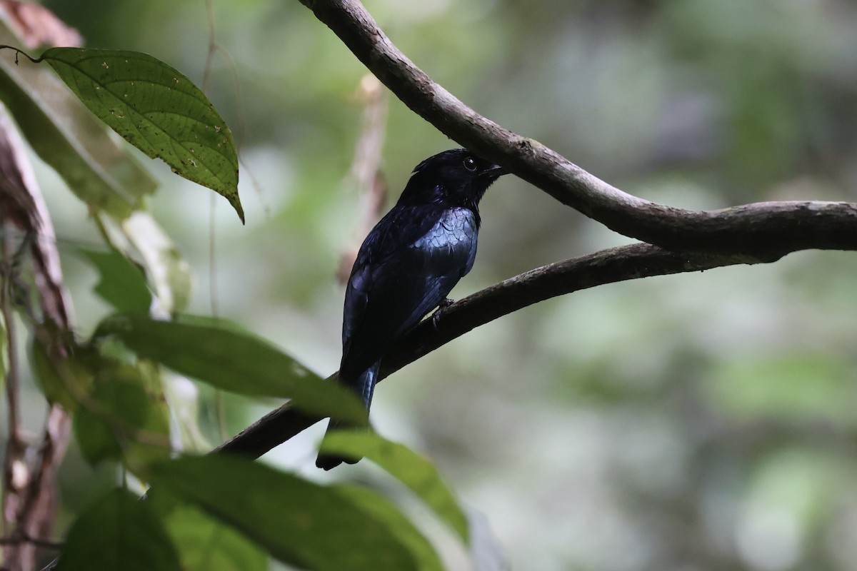 Short-tailed Drongo - ML646333914
