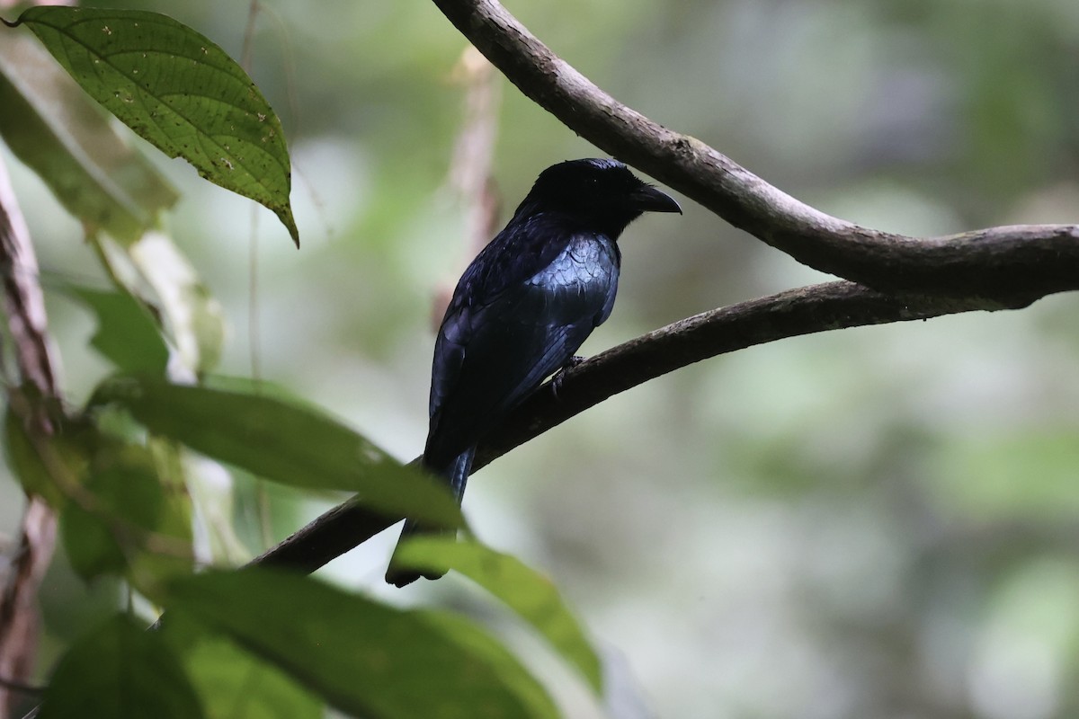Short-tailed Drongo - ML646333915