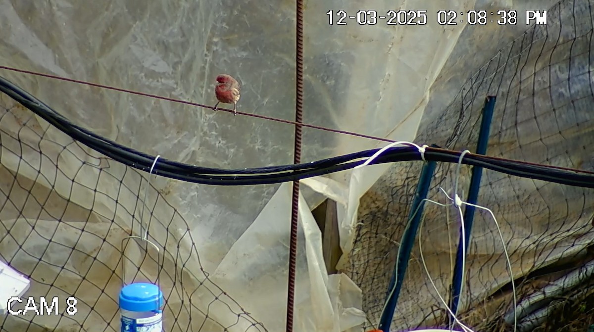 House Finch - ML646333916