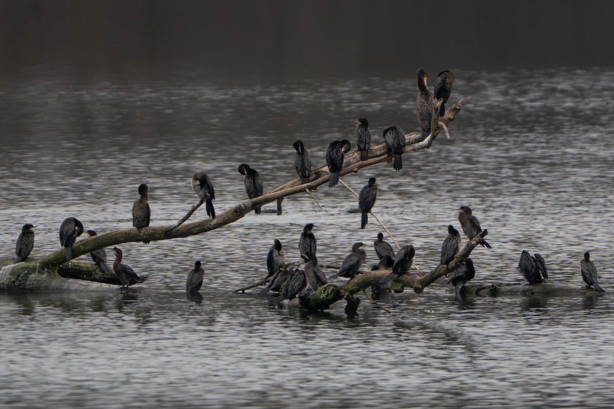 Баклан малий - ML646333918