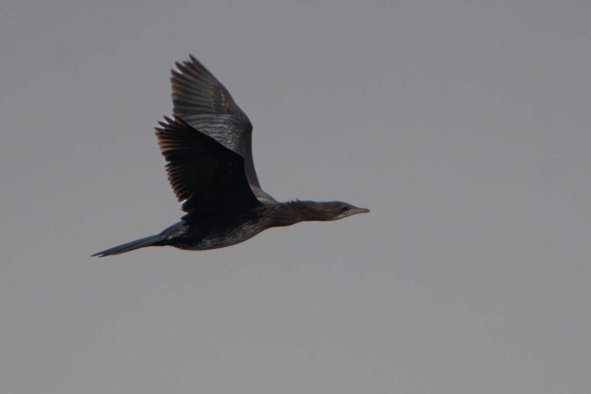 Баклан малий - ML646333920