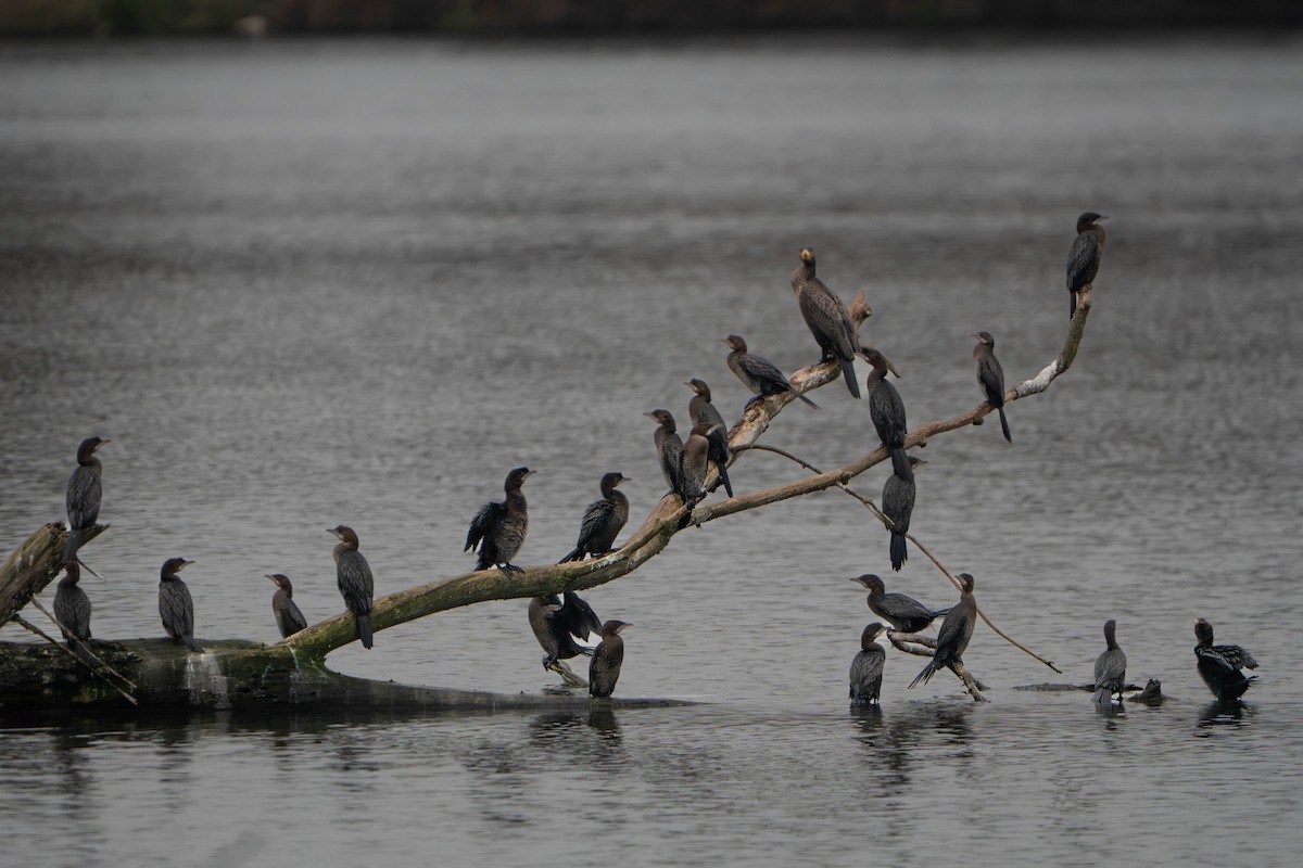 Баклан малий - ML646333921