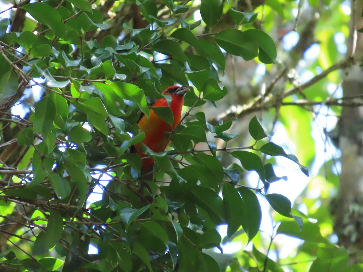 White-winged Tanager - ML646333931