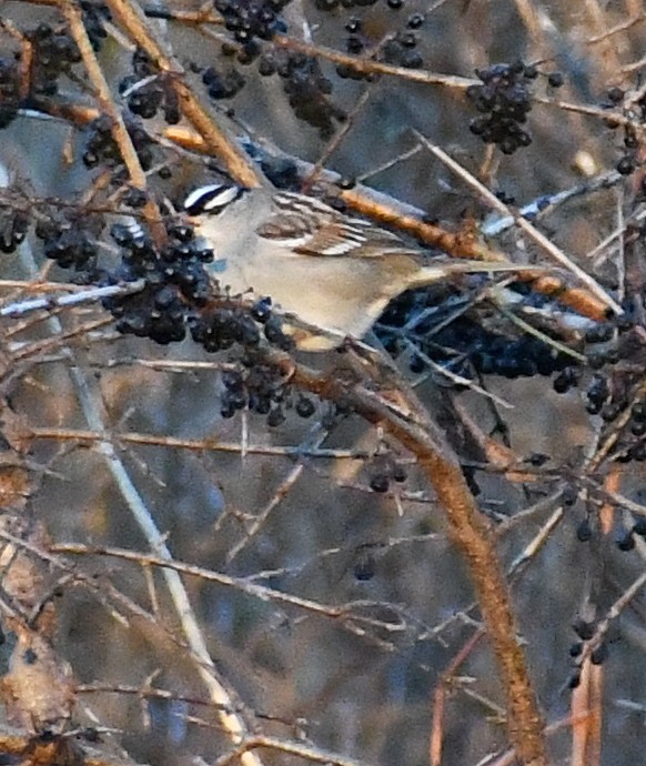 White-crowned Sparrow - ML646333934