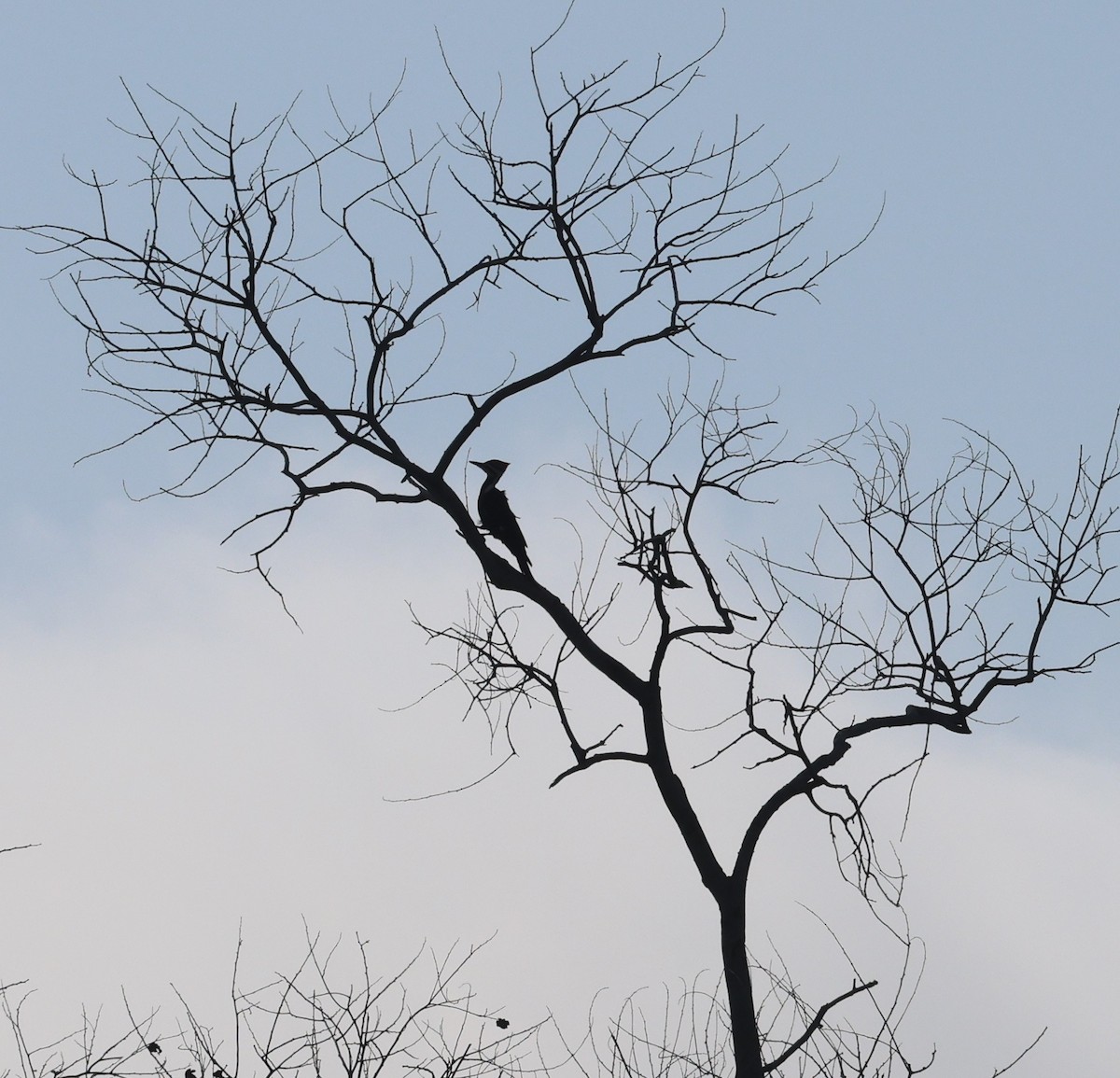 Pileated Woodpecker - ML646333935