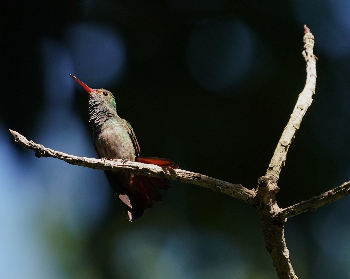 Ariane à ventre gris - ML646333936