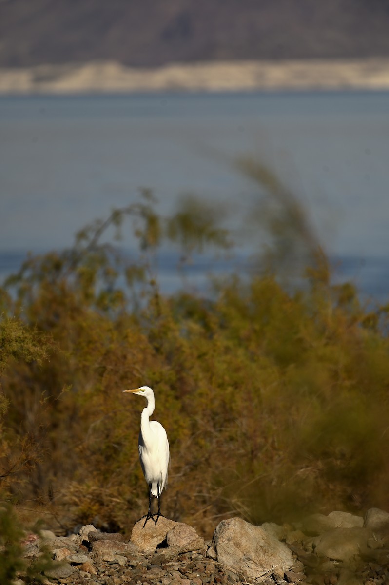 Great Egret - ML646333937