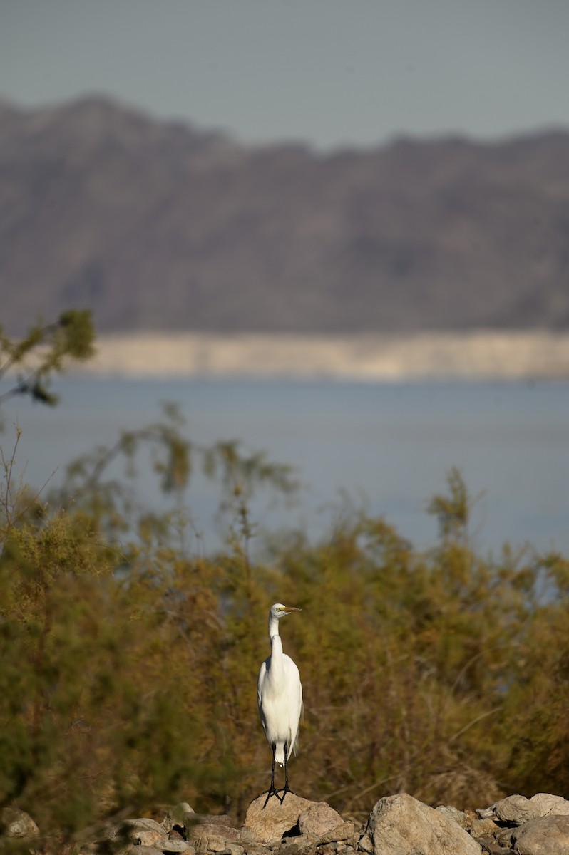 Great Egret - ML646333938
