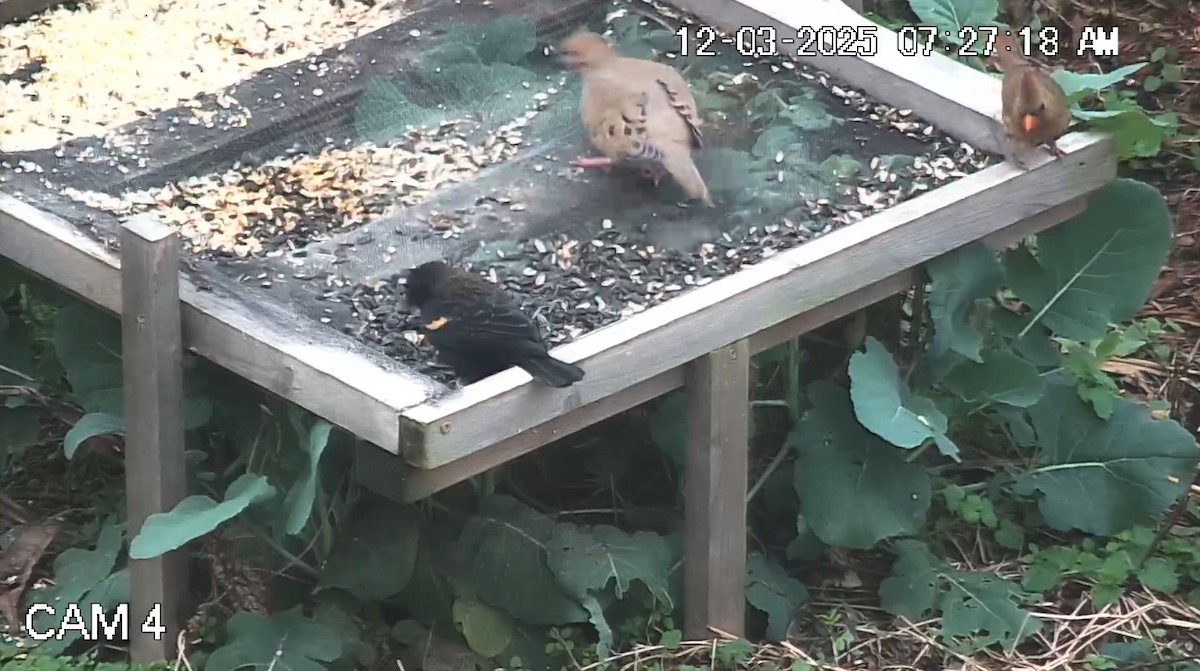 Red-winged Blackbird - ML646333939