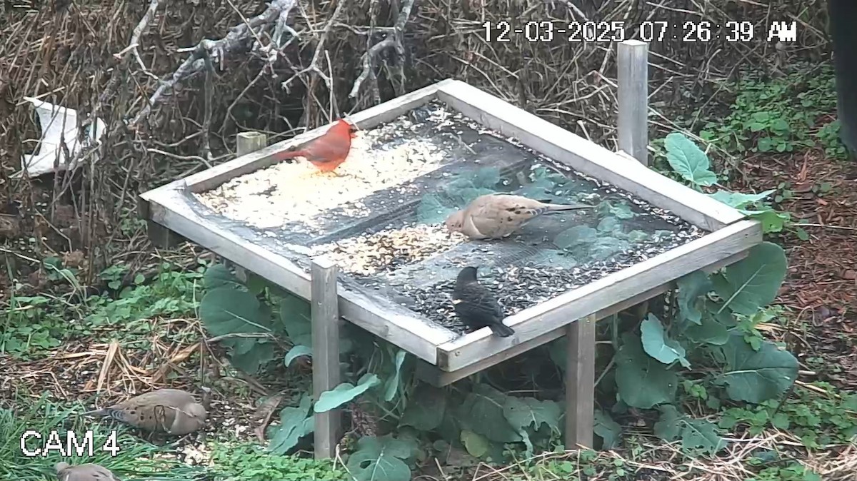 Red-winged Blackbird - ML646333940