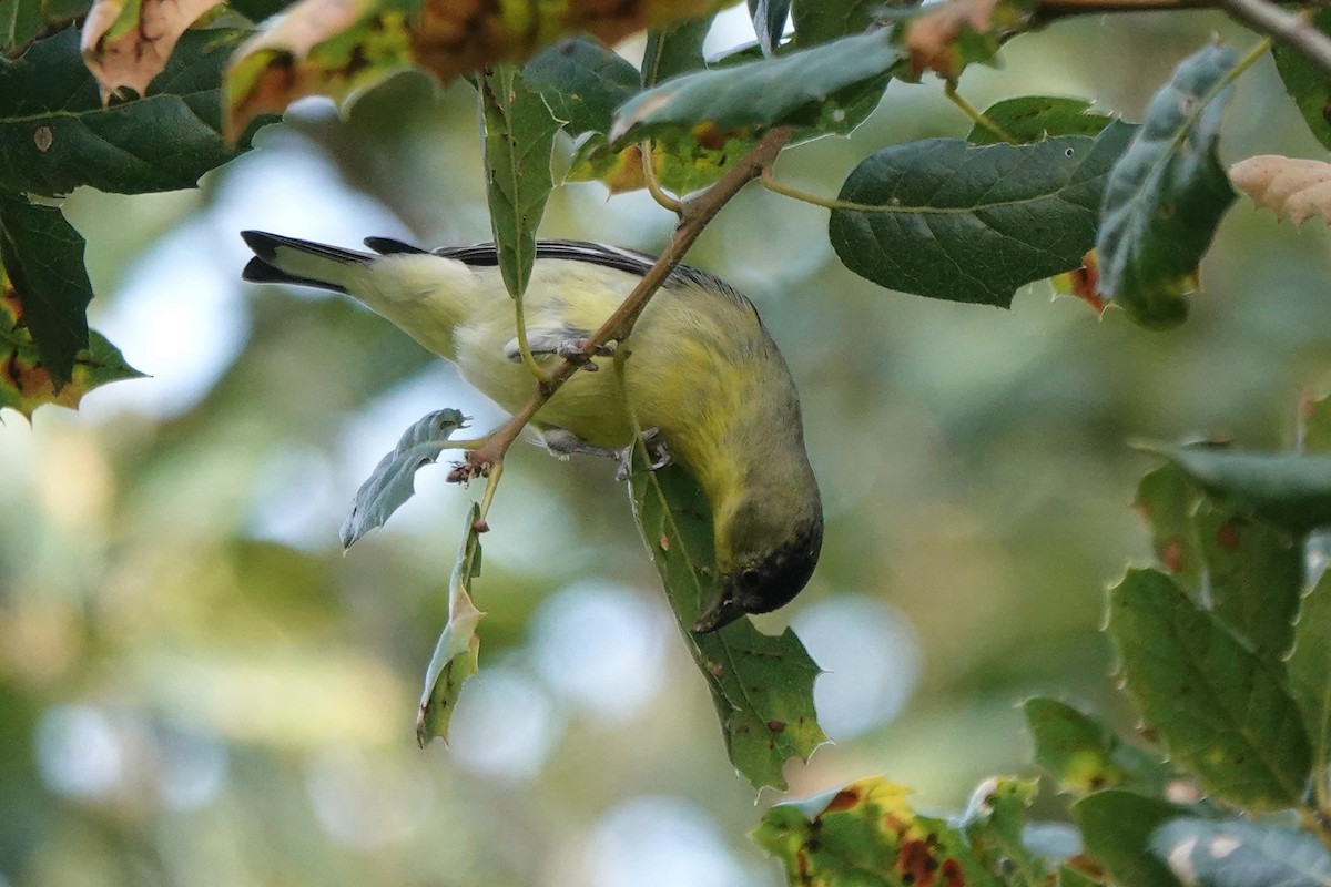 Lesser Goldfinch - ML646333942