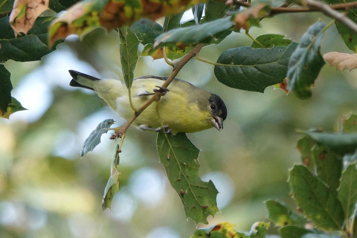 Lesser Goldfinch - ML646333943
