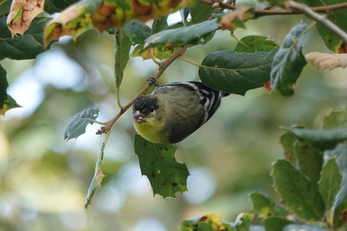 Lesser Goldfinch - ML646333944