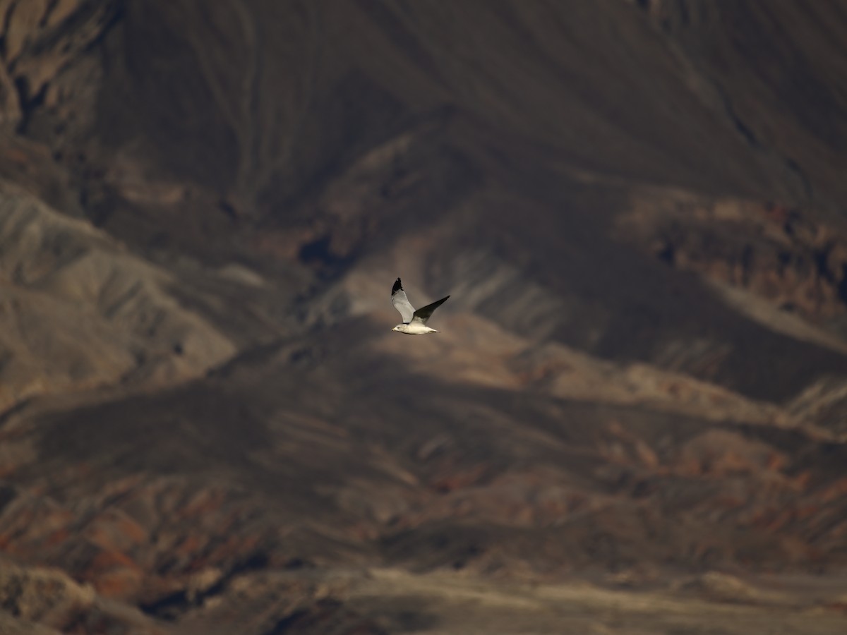 Ring-billed Gull - ML646333947