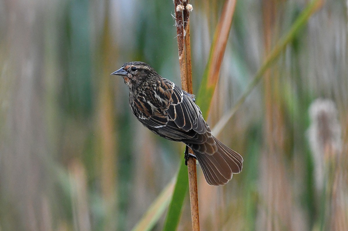 Red-winged Blackbird (Red-winged) - ML646333948