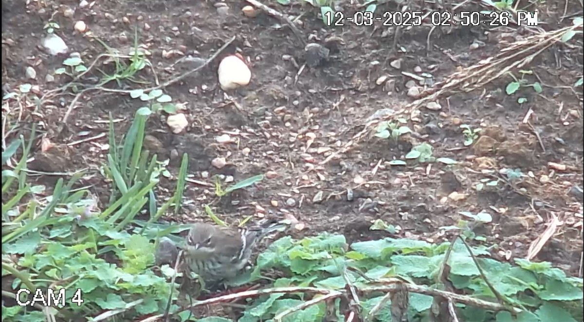 Yellow-rumped Warbler - ML646333949