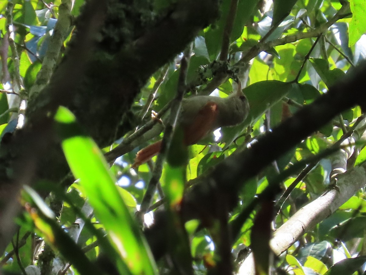 Crested Spinetail - ML646333955