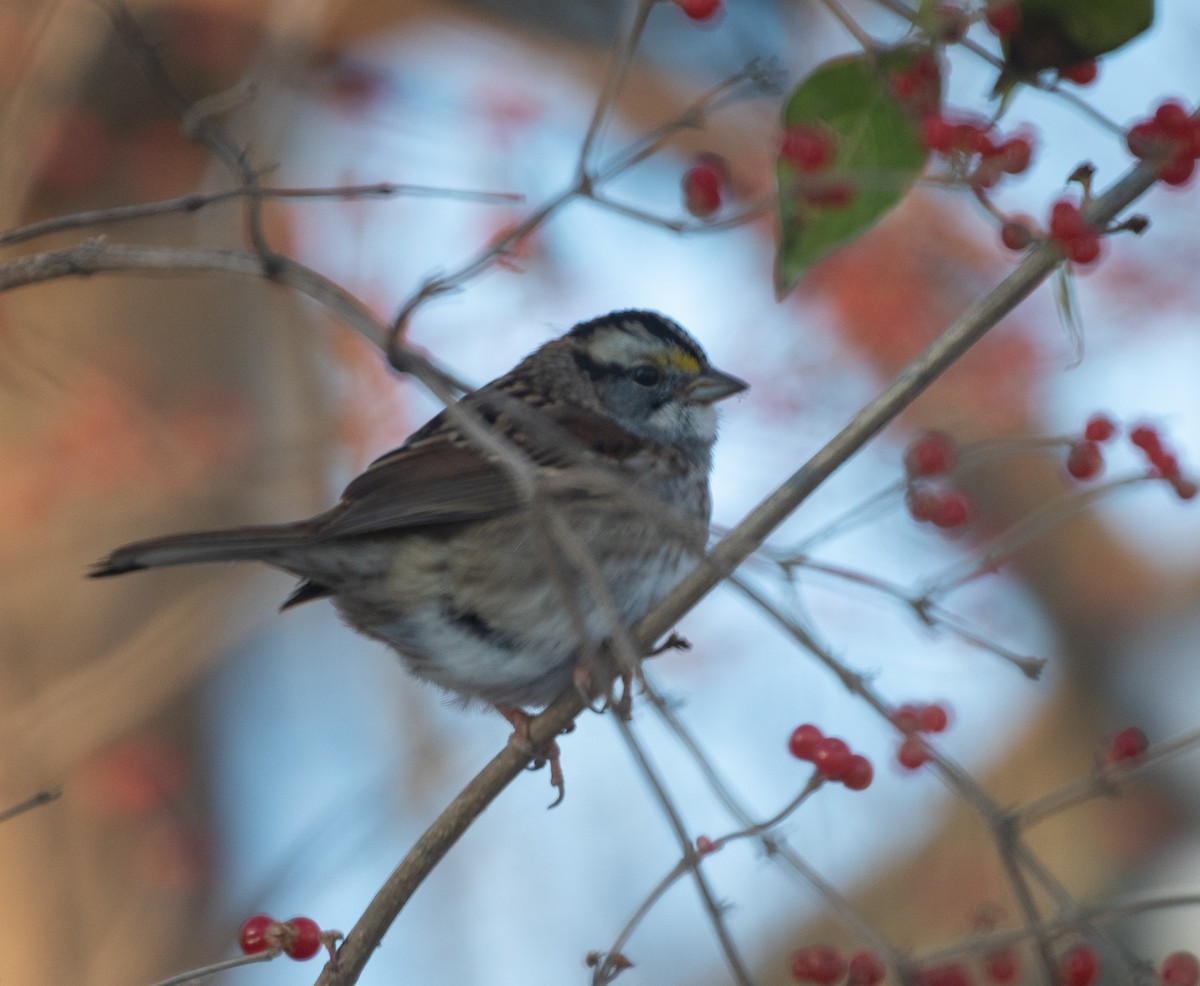 White-throated Sparrow - ML646333956