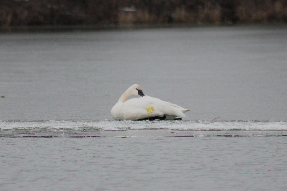 Trumpeter Swan - ML646333957