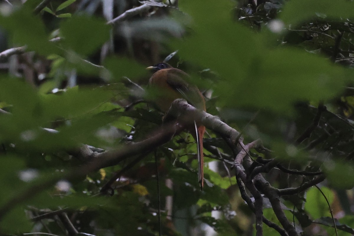 Philippine Trogon - ML646333958