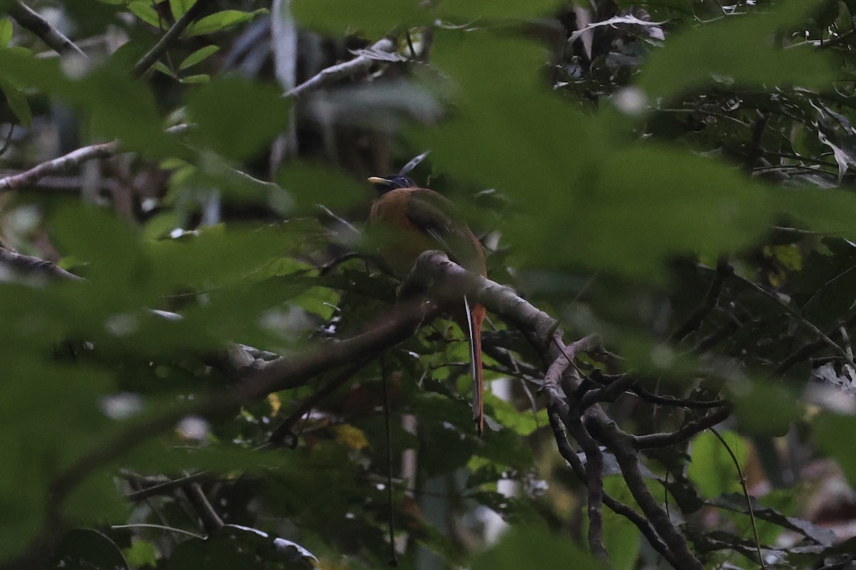 Philippine Trogon - ML646333959