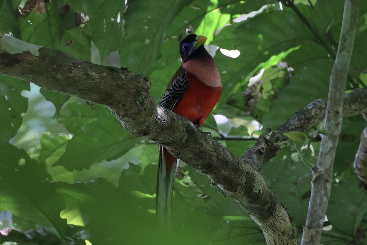 Philippine Trogon - ML646333960