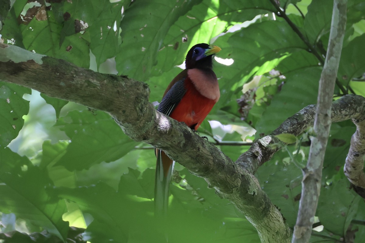 Philippine Trogon - ML646333961