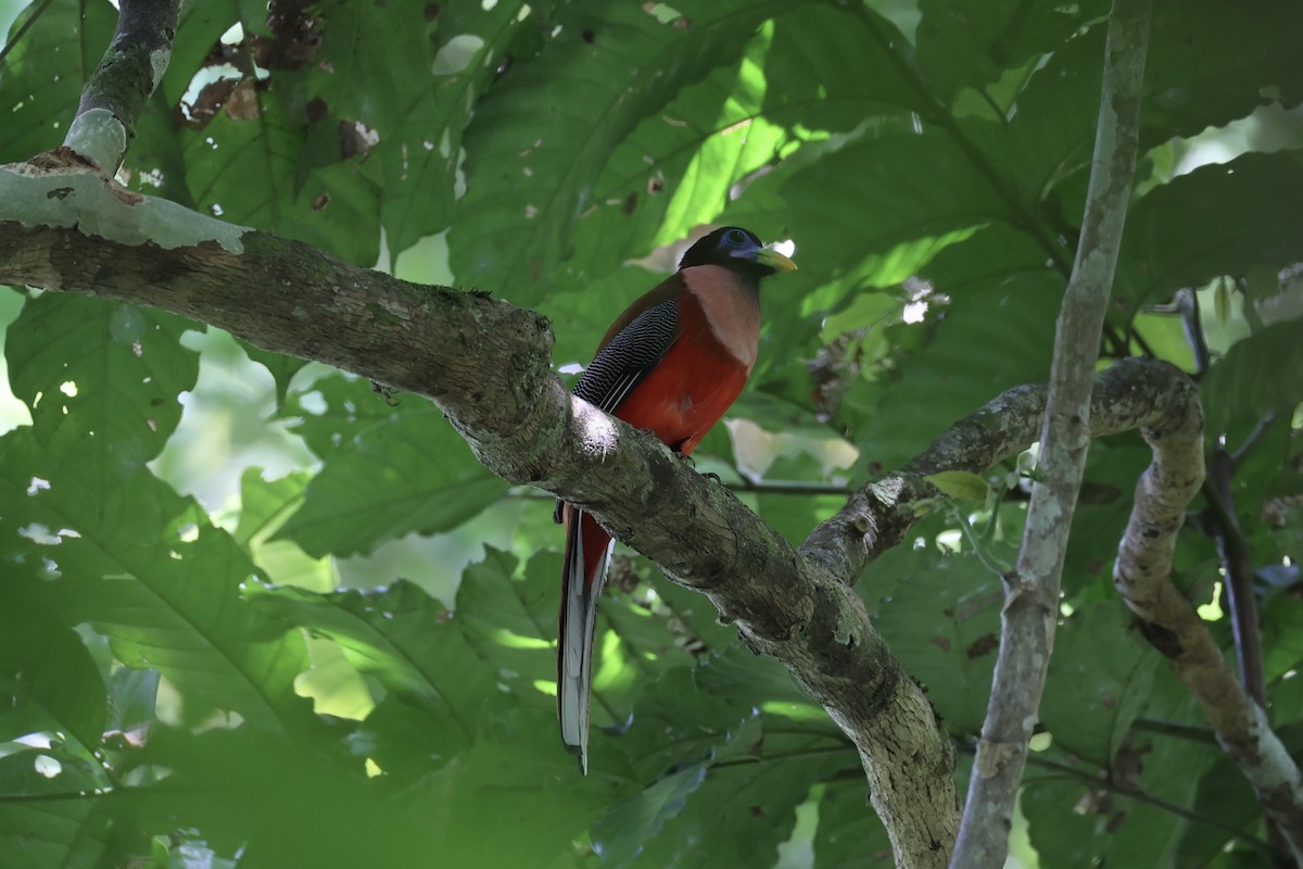 Philippine Trogon - ML646333962