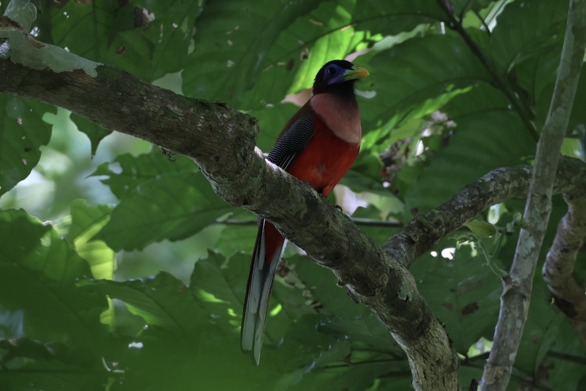 Philippine Trogon - ML646333963