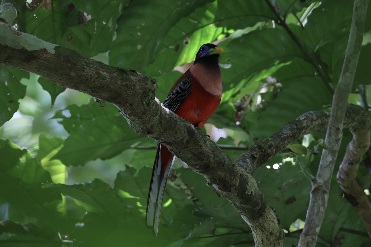 Philippine Trogon - ML646333964