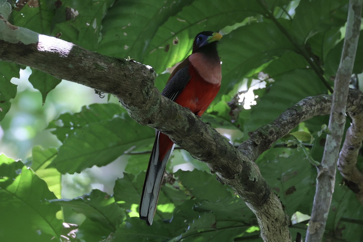Philippine Trogon - ML646333965