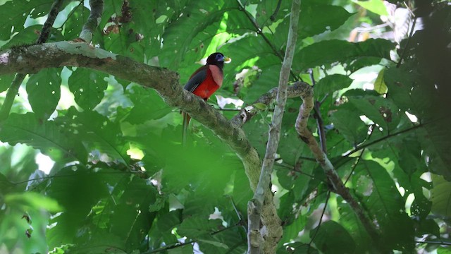 Philippine Trogon - ML646333966