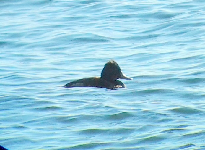 kachnovití sp. - ML646333967