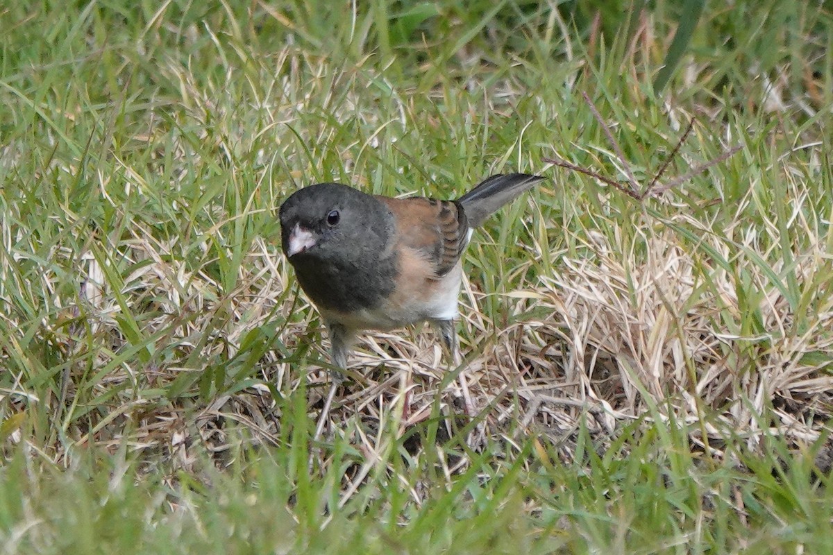 Dark-eyed Junco - ML646333979